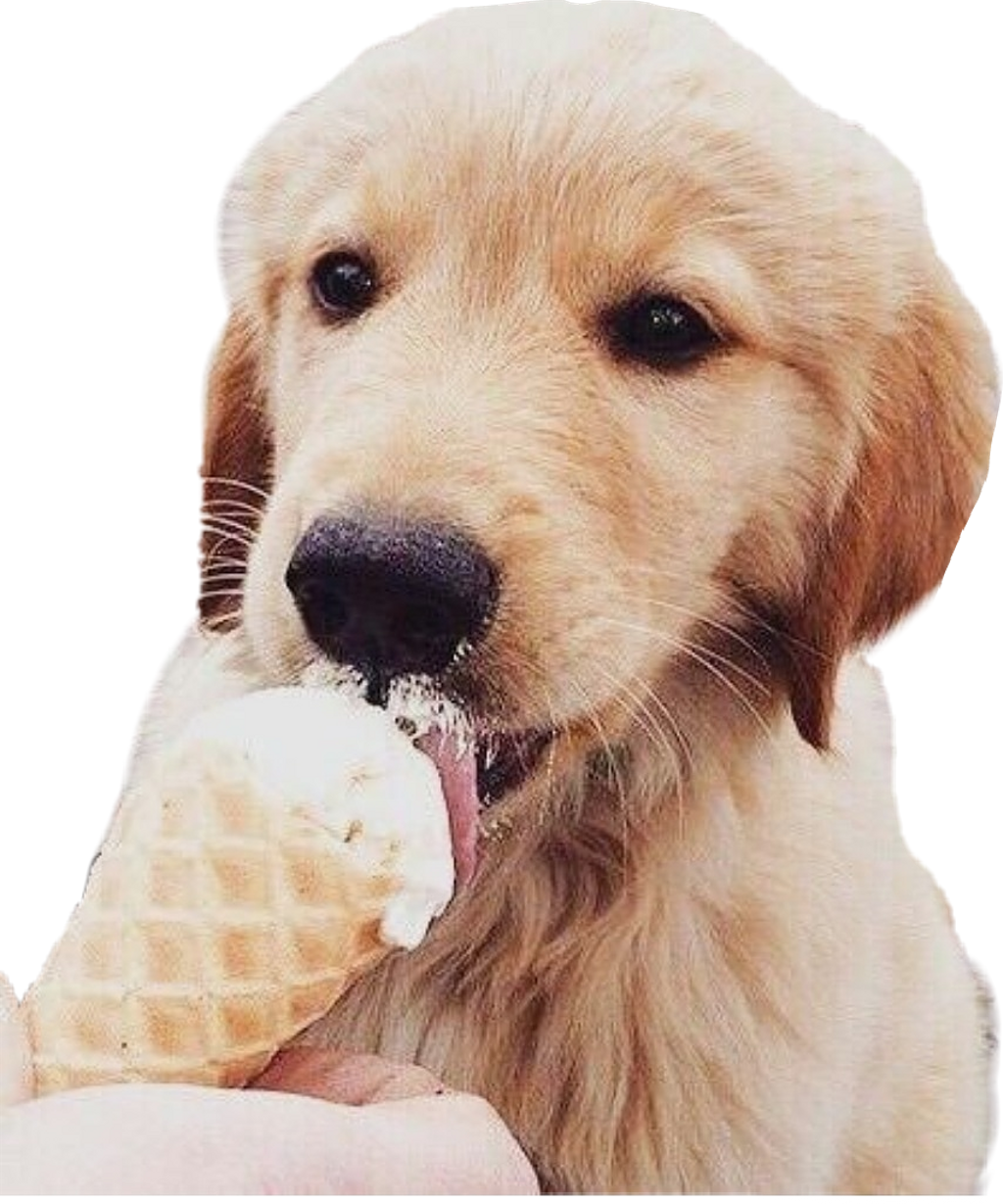 #dog #puppy #icecream #goldenretriever - Cute Dogs Eating Ice Cream (1024x1229), Png Download
