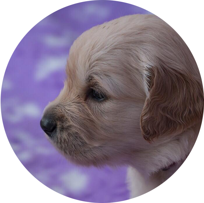 Golden Retriever Breeding - Golden Retriever (700x698), Png Download