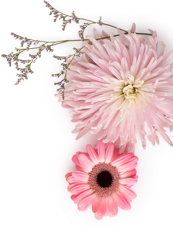 Barberton Daisy (764x929), Png Download