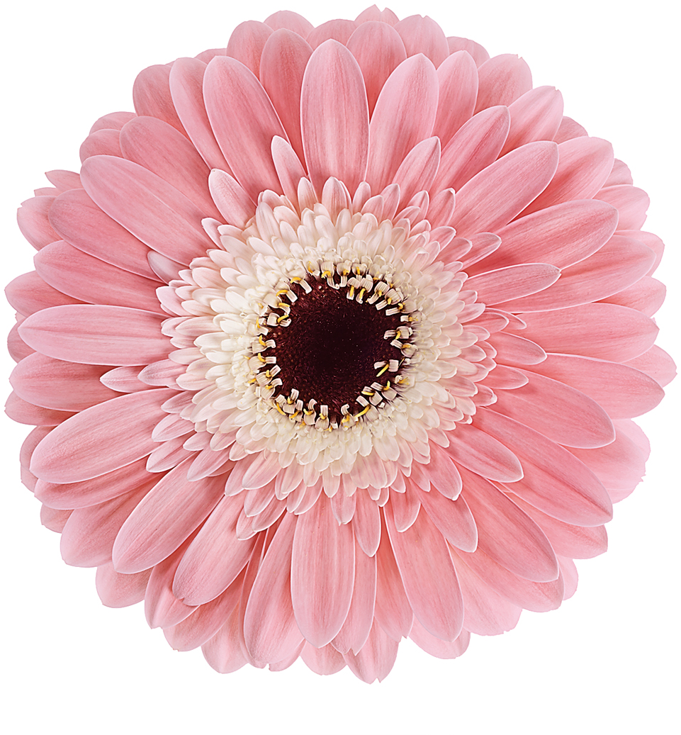 Welcome To - Gerbera Diabolo (1099x1100), Png Download
