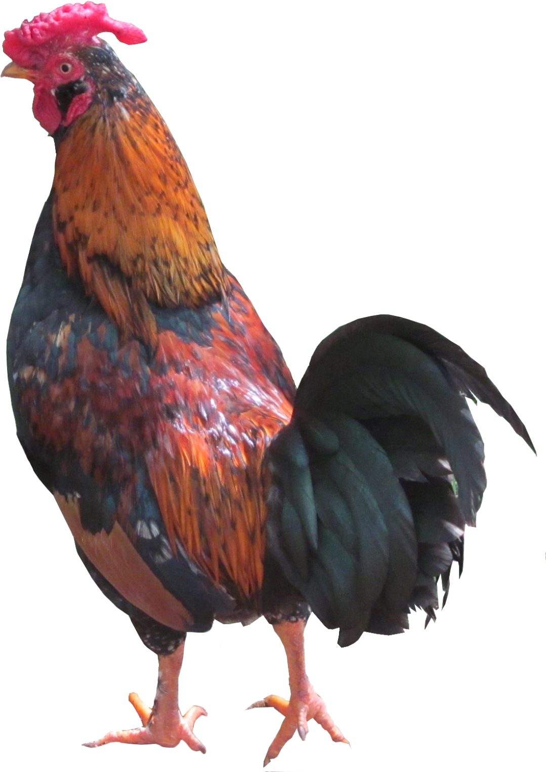 Andorinhas, Pavão, Galo, Beija-flor, Pomba, Etc - Galo Png (1118x1600), Png Download