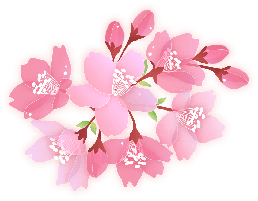 Cherry Blossom (863x671), Png Download