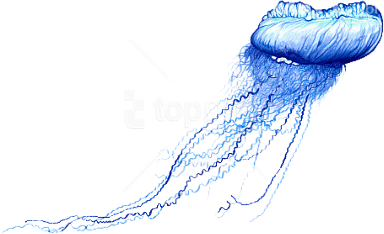 Free Png Download Blue Bottle Jellyfish Png Images - Jellyfish Png (850x529), Png Download