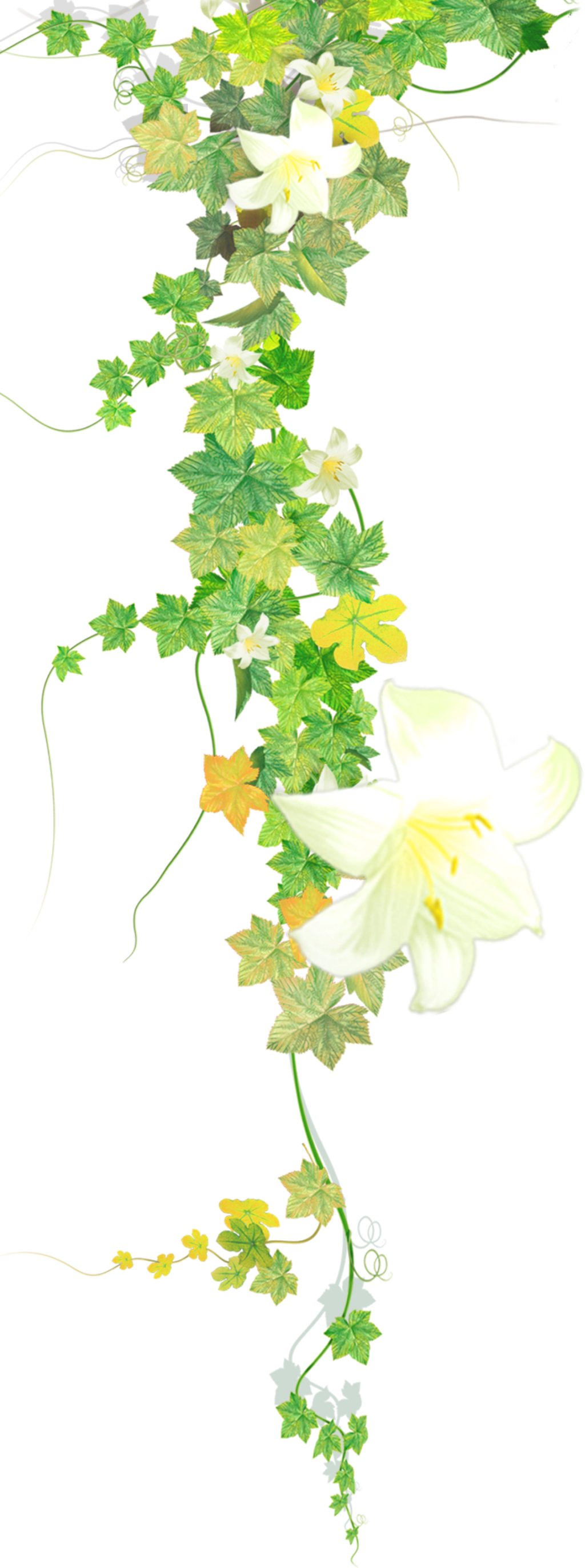 #flower #flowers #vines #leaves #plants #decoration - Honeysuckle (1024x2746), Png Download