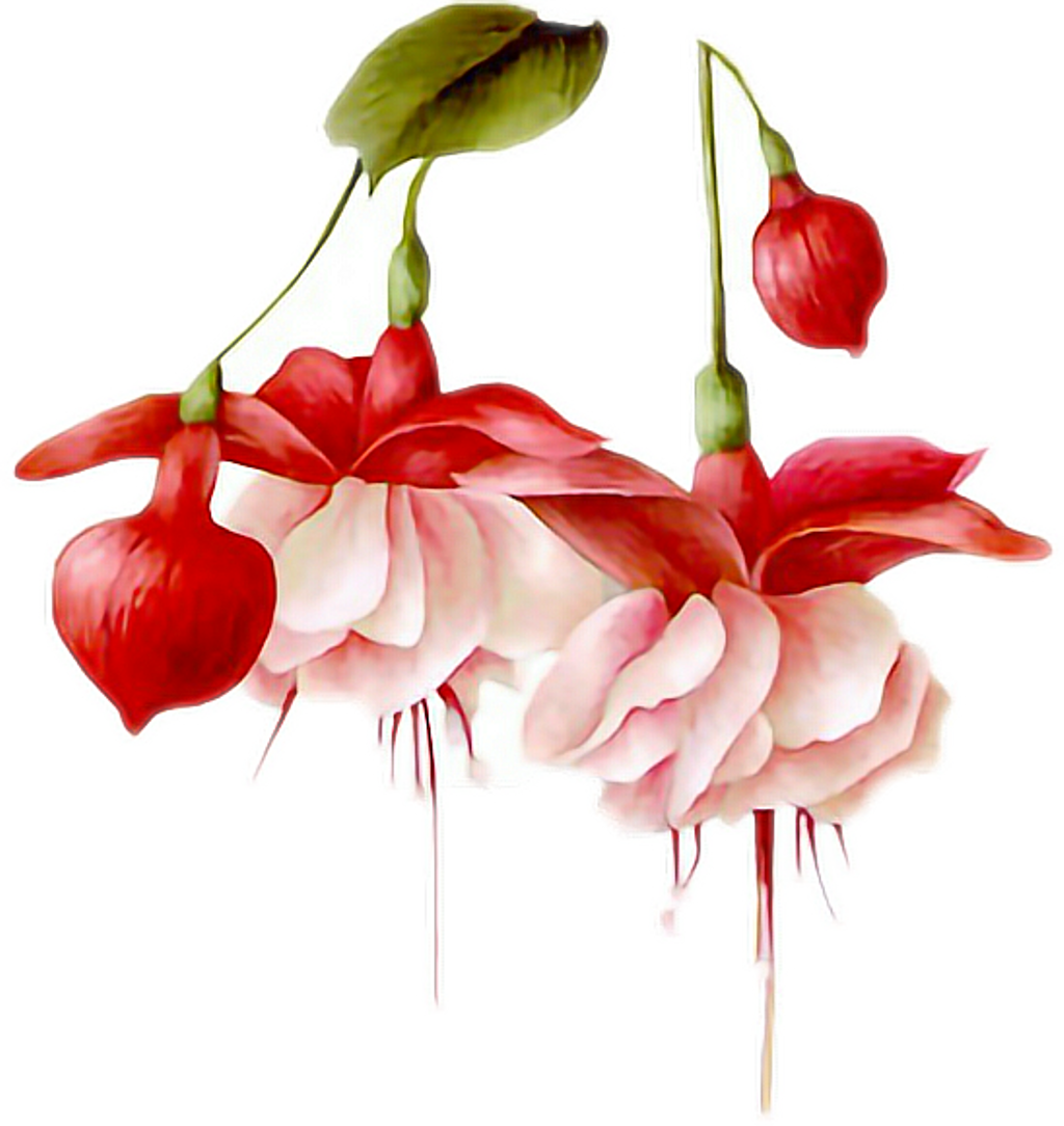 #flowers #hanging #pretty #pink #red #leaf #bulb #freetoedit - Hummingbird Transparent Animated Gifs (1024x1084), Png Download