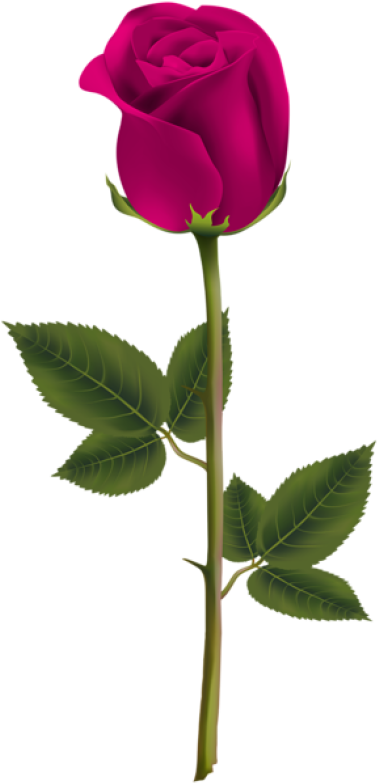 Rose Png, Download Png Image With Transparent Background, - Dark Red Rose Png (400x786), Png Download