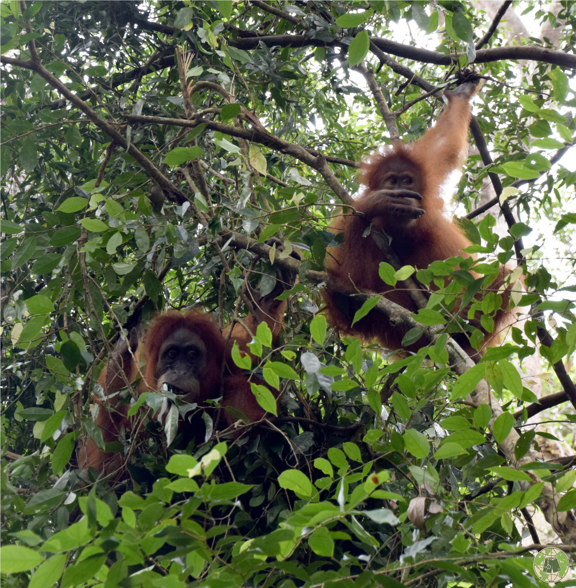 Prev - Orangutan (3000x2000), Png Download