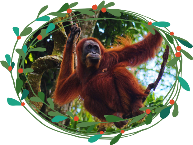 Orangutan (740x500), Png Download