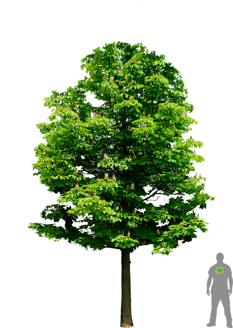 Aesculus Hippocastanum - Christmas Tree (900x1200), Png Download