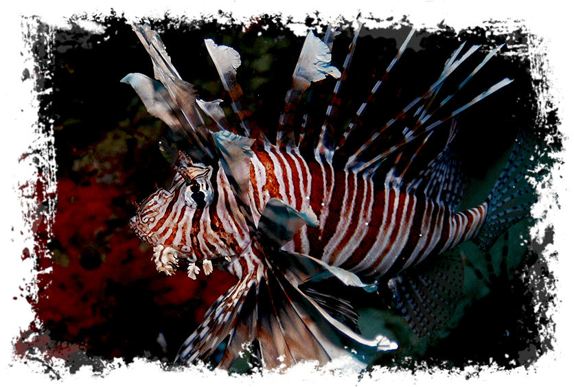 Maldives - Diving - Jetblade Maldives (868x582), Png Download