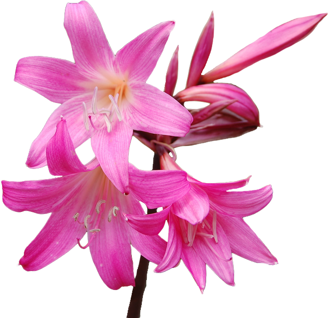 Azalea Flower Clipart - Amaryllis Flower Png (675x657), Png Download