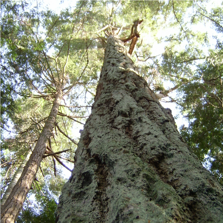 Doug Fir - Redwood (1000x750), Png Download