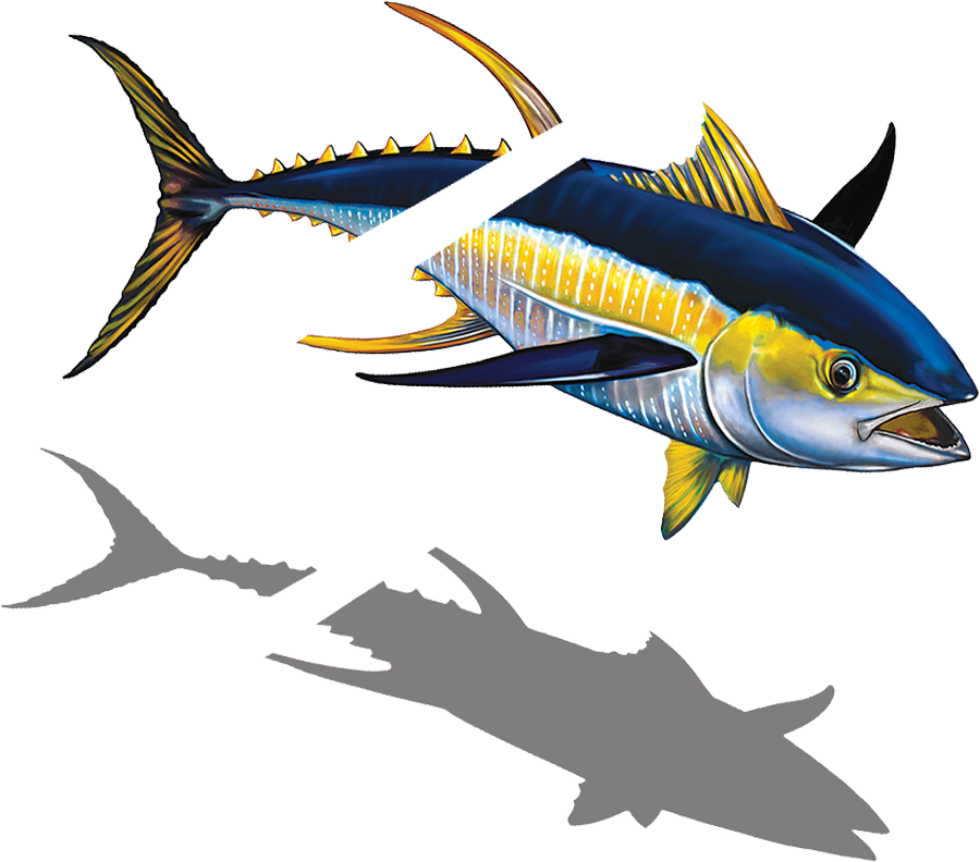 Porc Tn43 Sh Tuna With Split Copy - Atlantic Blue Marlin (900x792), Png Download