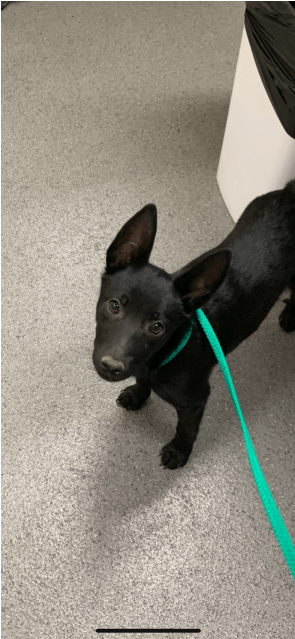 Photo Of Bruce Wayne - Formosan Mountain Dog (638x638), Png Download
