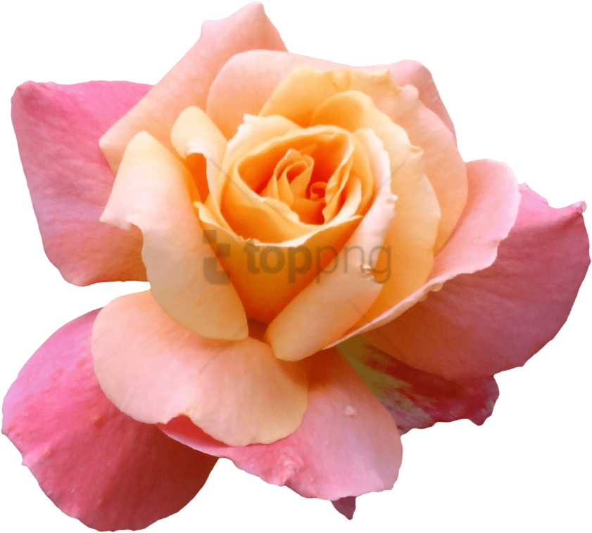 Free Png Transparent Flower Tumblr Png Image With Transparent - Transparent Pictures Of Flowers (850x763), Png Download