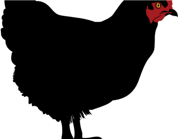 Chicken Cliparts Black - Chicken Serum (640x480), Png Download