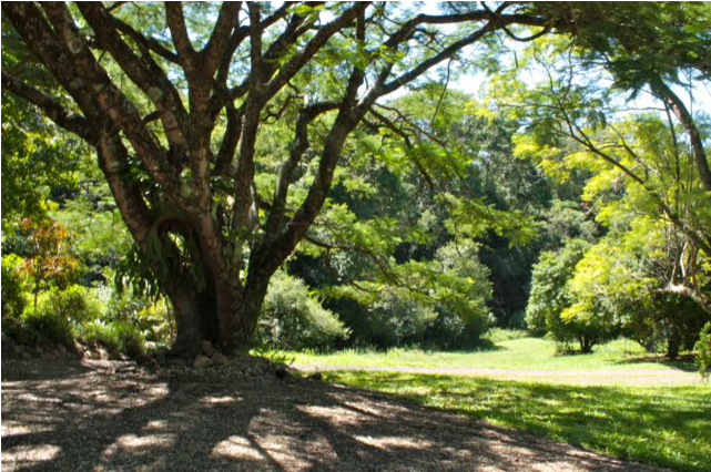 Beautiful Old Wooden House In Tropical Setting - Grove (800x533), Png Download