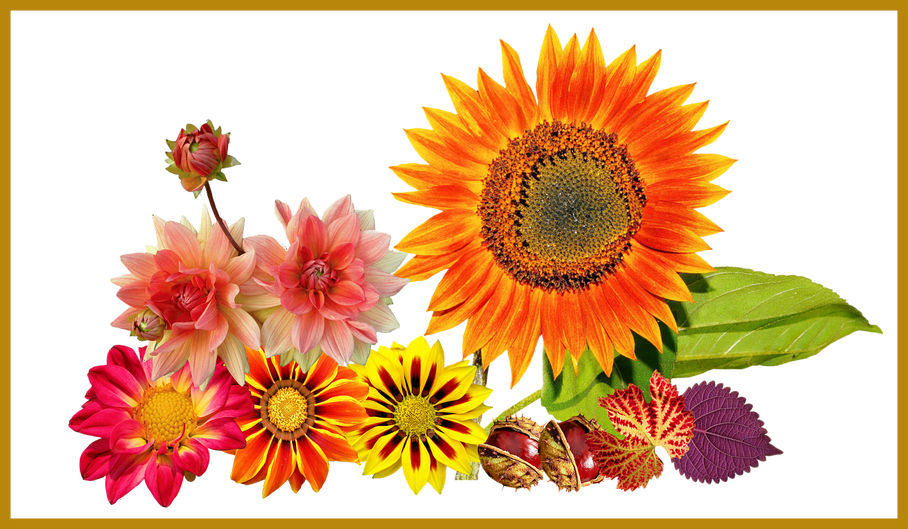 Marvelous Garden Autumn Sun Flower Colours For Sunflower - Aid Mawlid Nabawi (908x529), Png Download