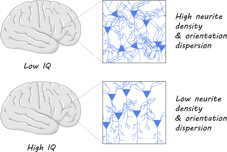They Found That Neurite Density Was Negatively Correlated - Diagram (1000x672), Png Download