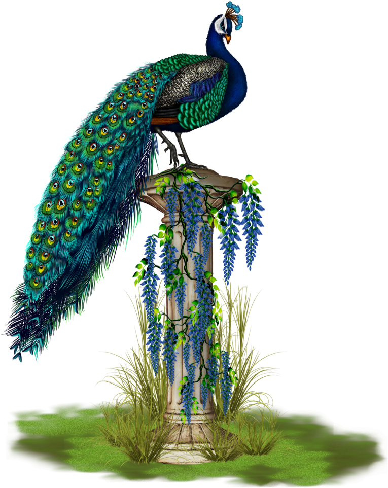 #mq #blue #peacock #bird #birds (1024x1024), Png Download