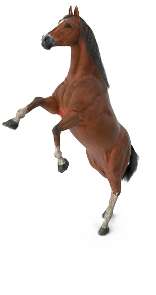 Mammal Png Picture - Stock Pngs (600x600), Png Download