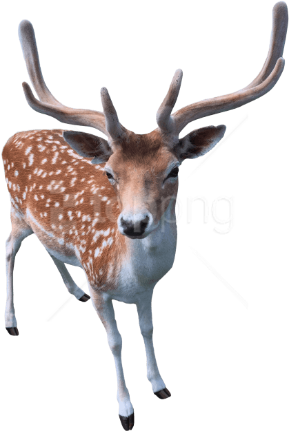 Download Deer Png Images Background - Png Deer (480x667), Png Download