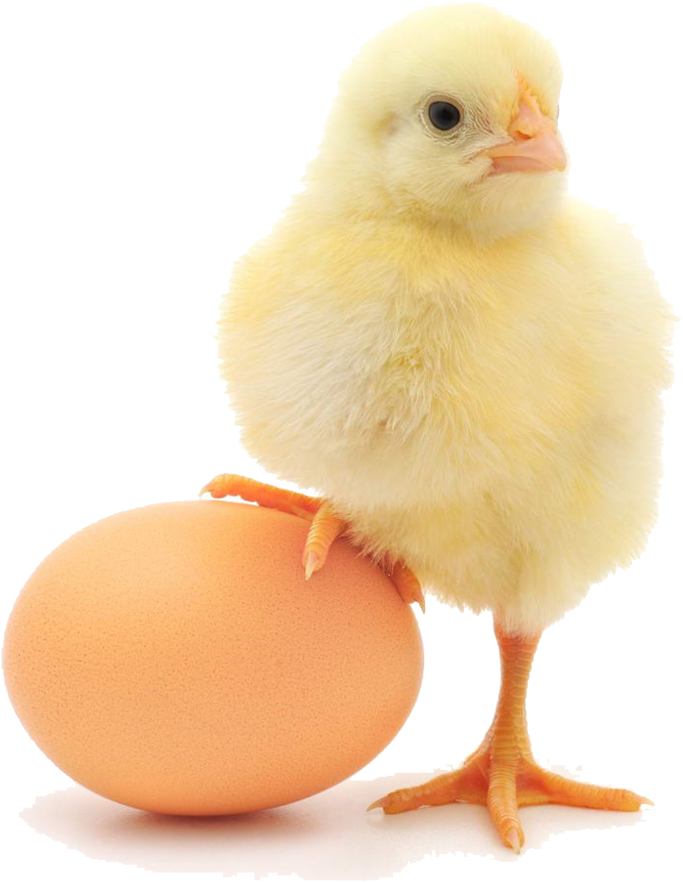 Mighty Chicken (1000x1000), Png Download