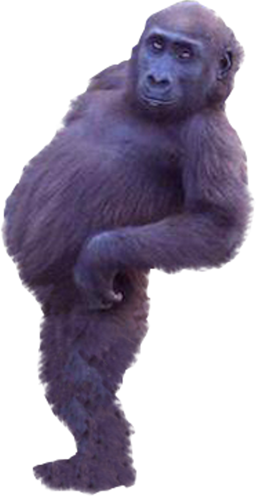 Western Gorilla Common Chimpanzee - Monkey Photoshop (999x1788), Png Download