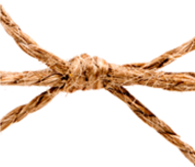 Bow-640x1280 - Insect (640x1280), Png Download