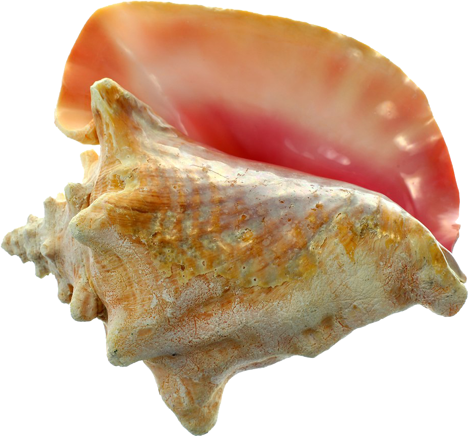 Sea Conch For Sale (1024x1024), Png Download