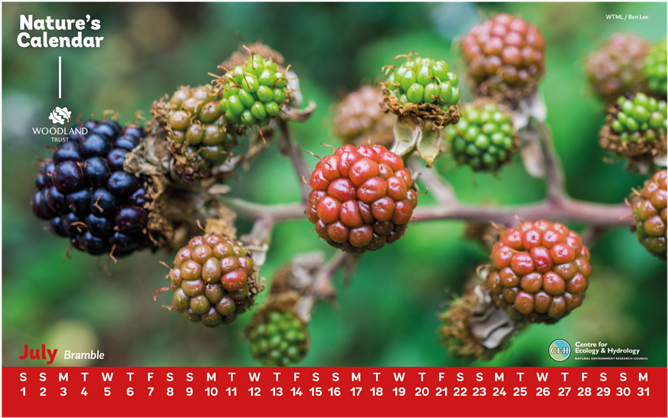 Use Our Bramble Desktop Wallpaper This Month To Remind - Blackberry (679x509), Png Download