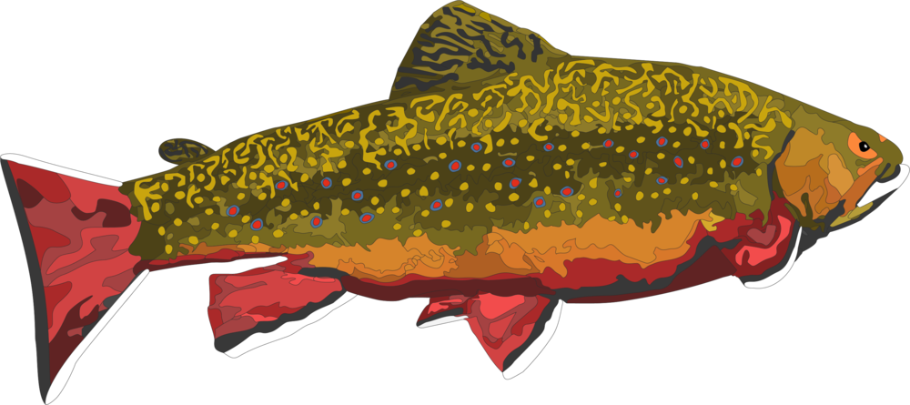 Shark (1000x445), Png Download