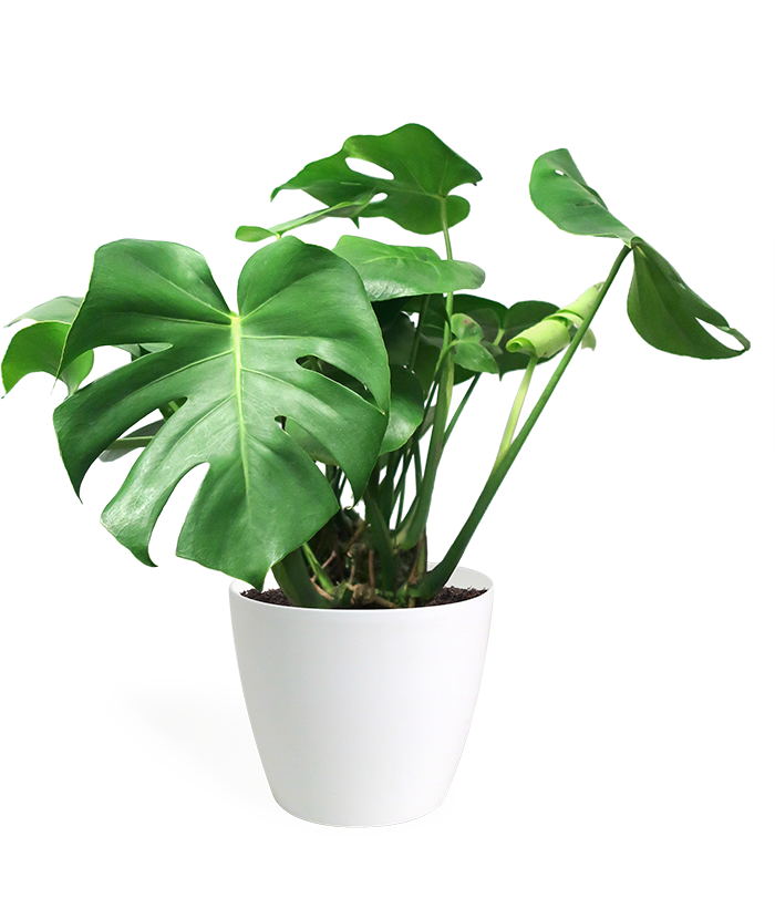 Monstera Deliciosa Medium - Swiss Cheese Plant Png (700x821), Png Download