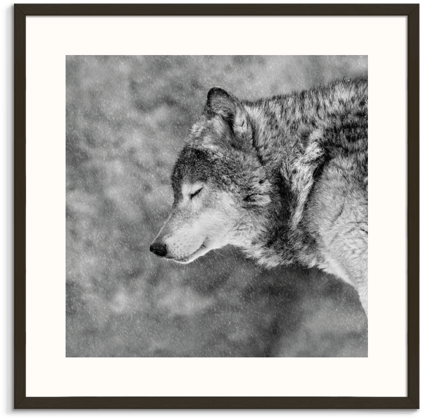 Wolf (900x900), Png Download