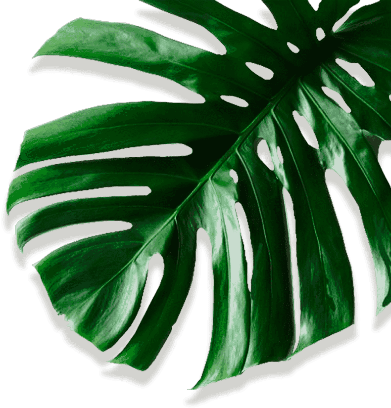 Movadex Design Agency Green Monstera Leaf Decoration - Monstera Printable (790x825), Png Download