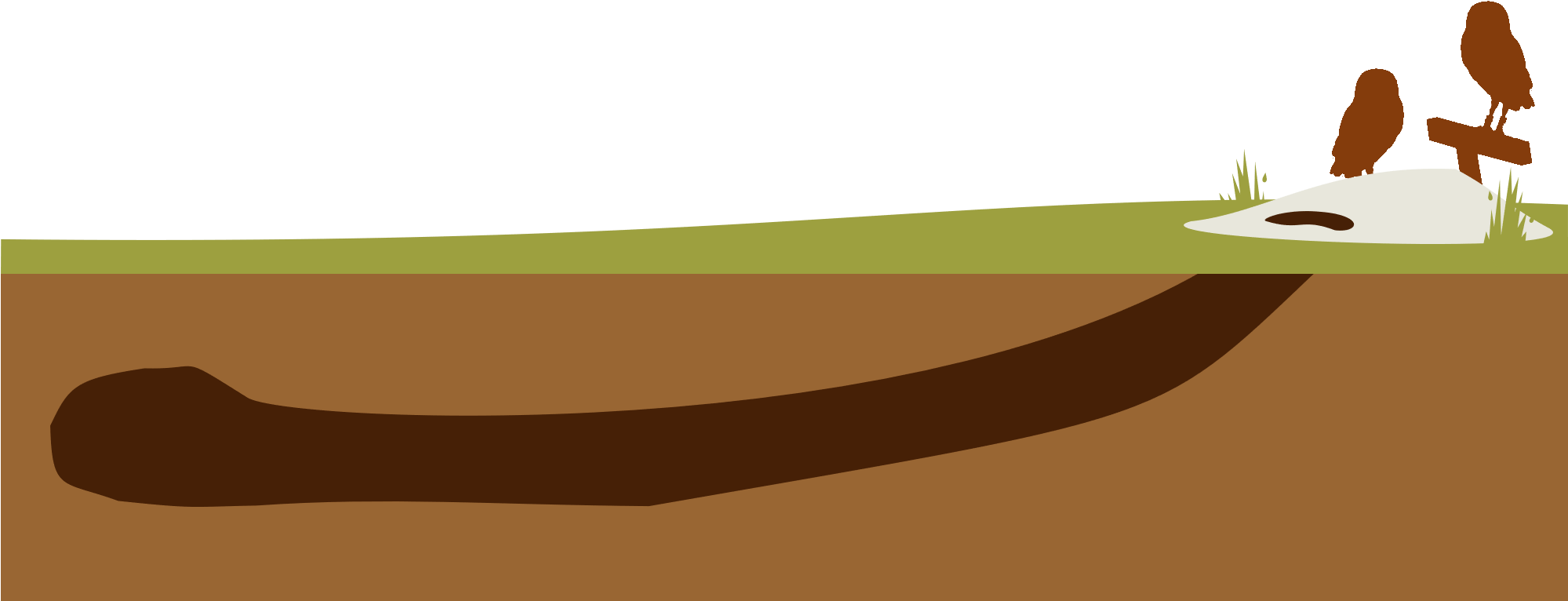 Outside Nesting Season, Burrowing Owls Seek Shelter - Illustration (1998x778), Png Download