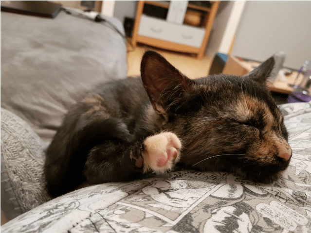 Photo Of Tori Meet Me At Neko Hq In Preston - Domestic Short-haired Cat (638x638), Png Download
