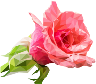 Garden Roses Drawing Cabbage Rose Cut Flowers - Garden Roses (530x750), Png Download