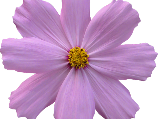 Cosmos Clipart Flower Garden - Draw A Cosmos Atrosanguineus (640x480), Png Download