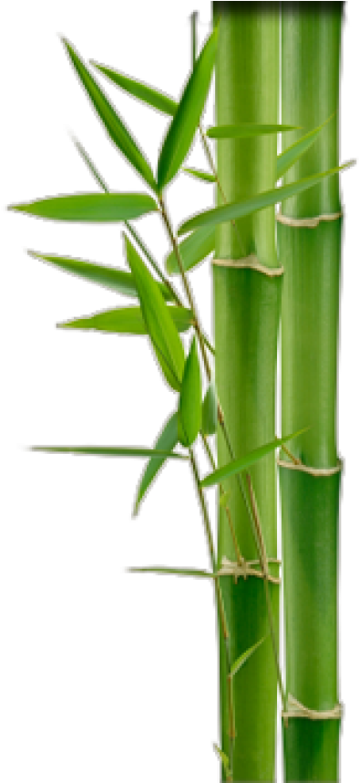 Bamboo Png, Download Png Image With Transparent Background, - Bamboo Png (400x858), Png Download
