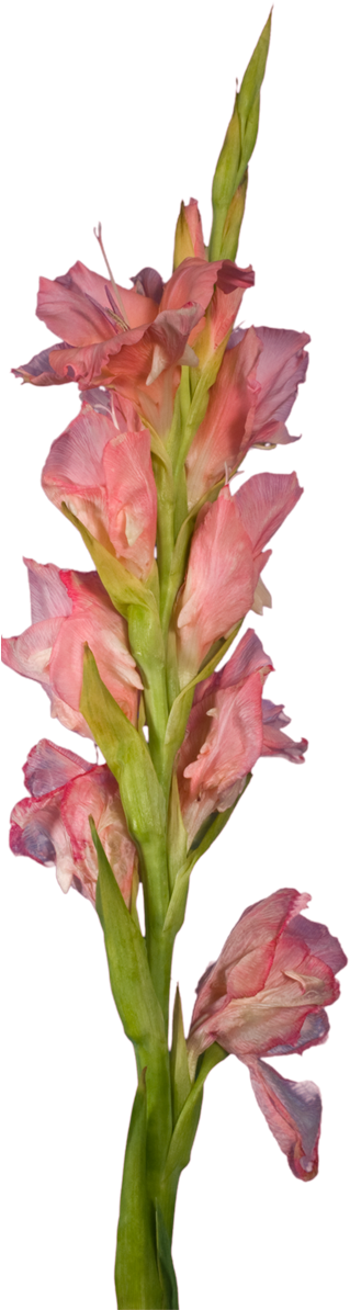 Orange Gladiolus - Gladiolus (325x1200), Png Download