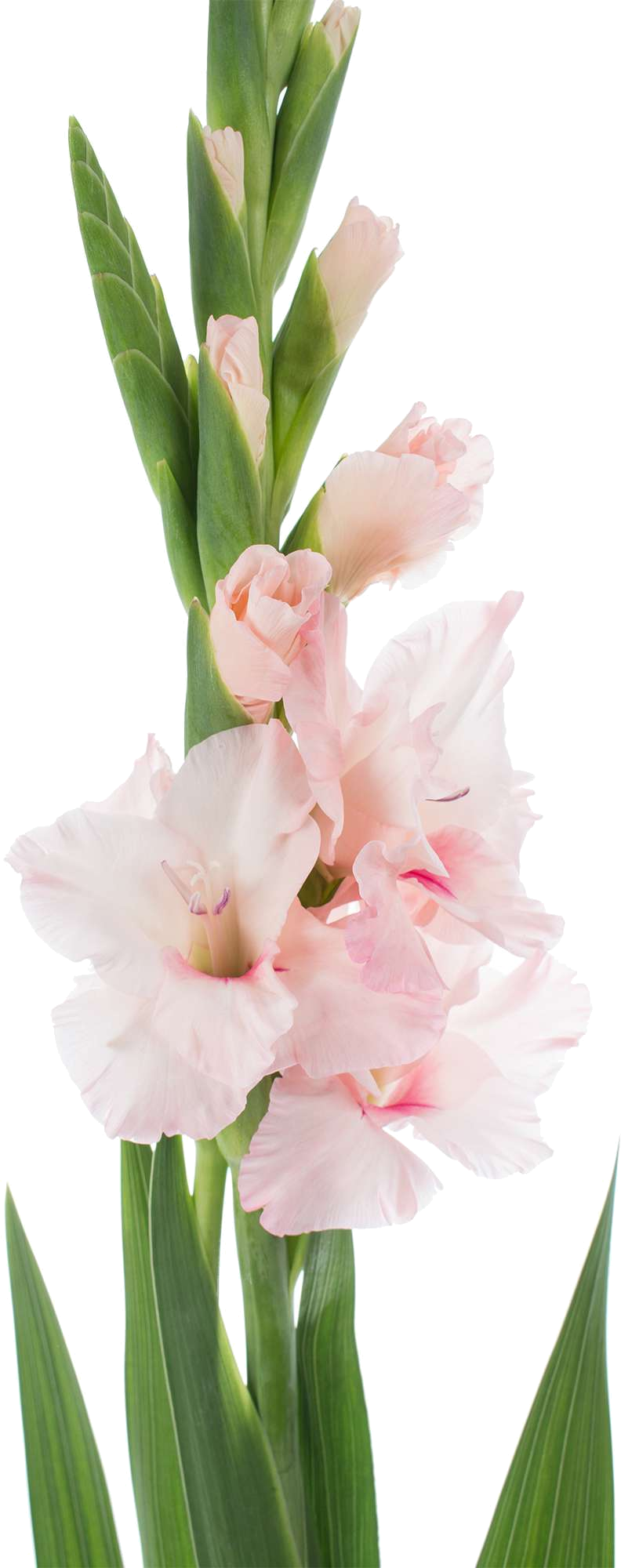 Gladiolus (792x2000), Png Download