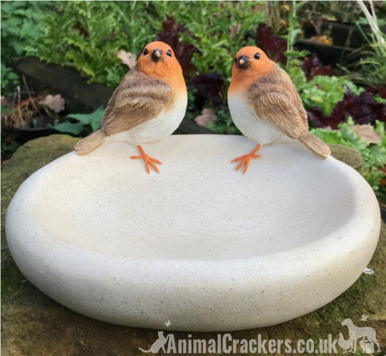 Robin Bird Bath/feeder - European Robin (750x900), Png Download