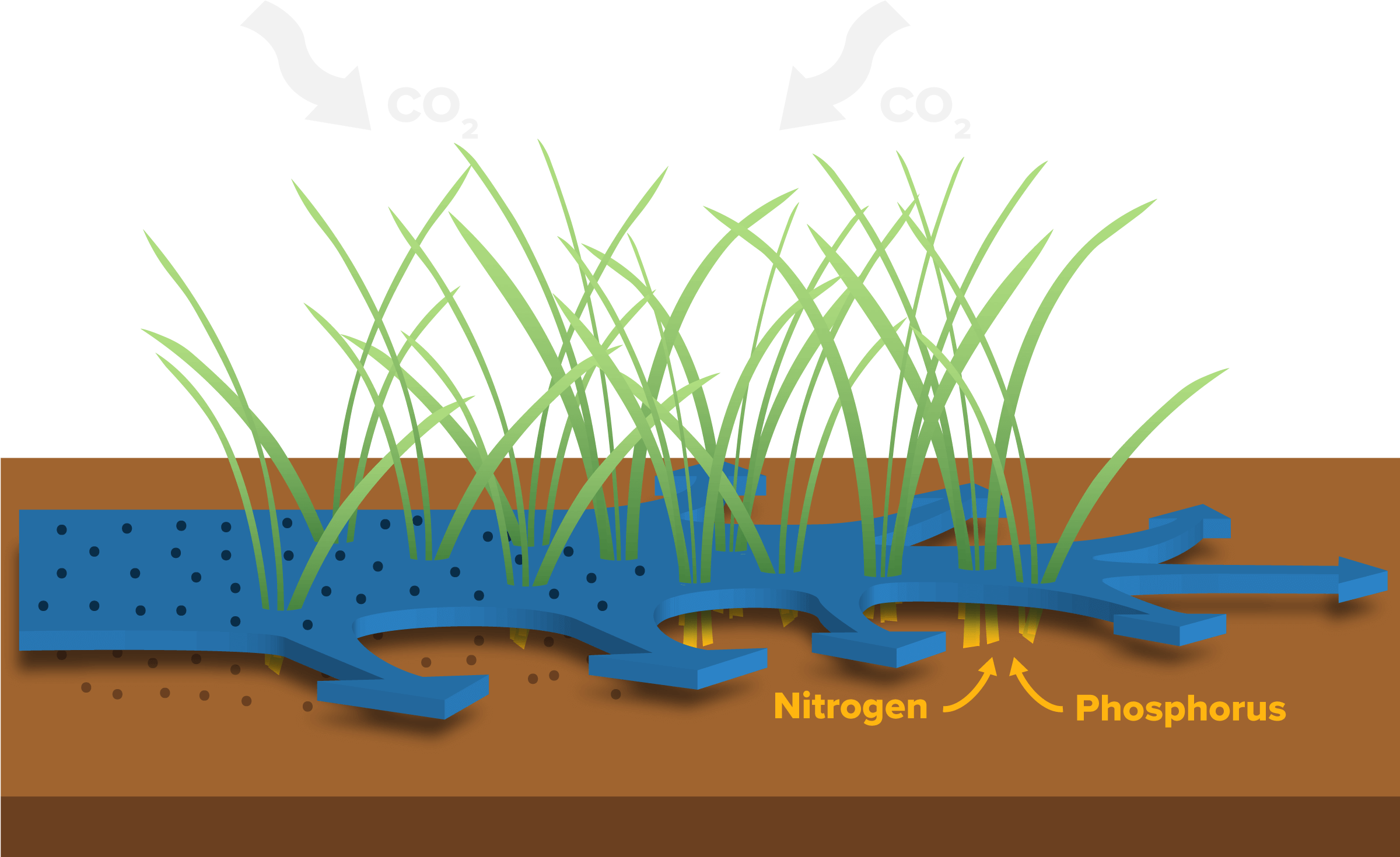 Wetlands Water Pollution Plants Nutrient Png Wetlands - Grass (2400x1488), Png Download