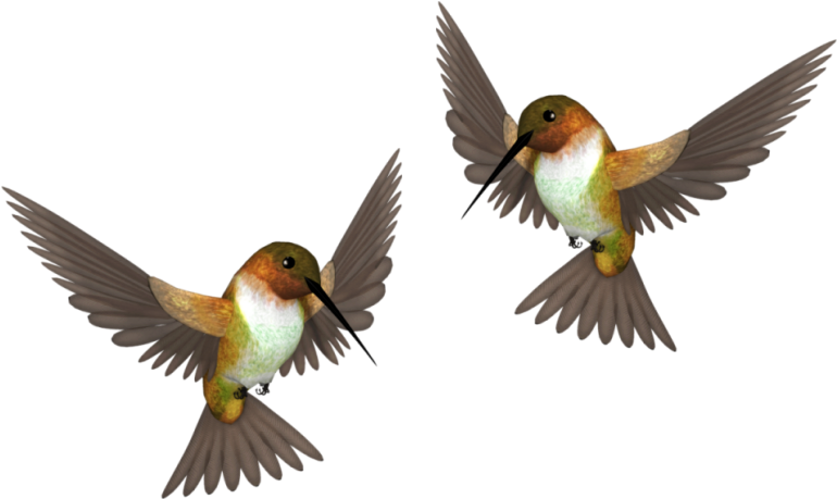 Funny Card With Bird Own Hands - Colorful Hummingbird (770x459), Png Download