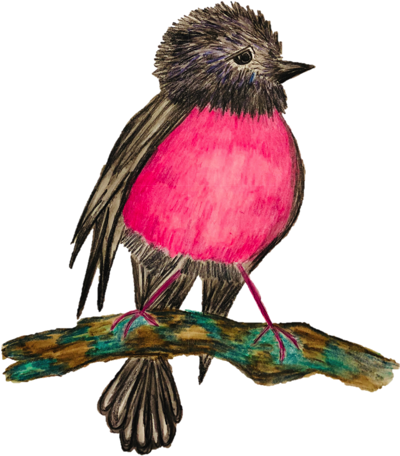 Dandelion Pink Robin Hand Drawn By Ashleigh Cotterill - American Rosefinches (845x1125), Png Download