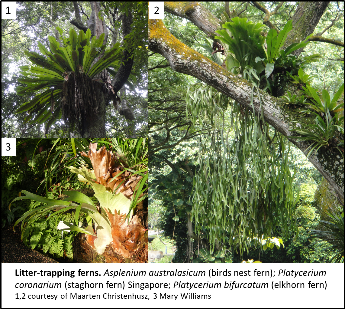 Water Picture1 - Plants That Grow On Another Plant (1166x1023), Png Download