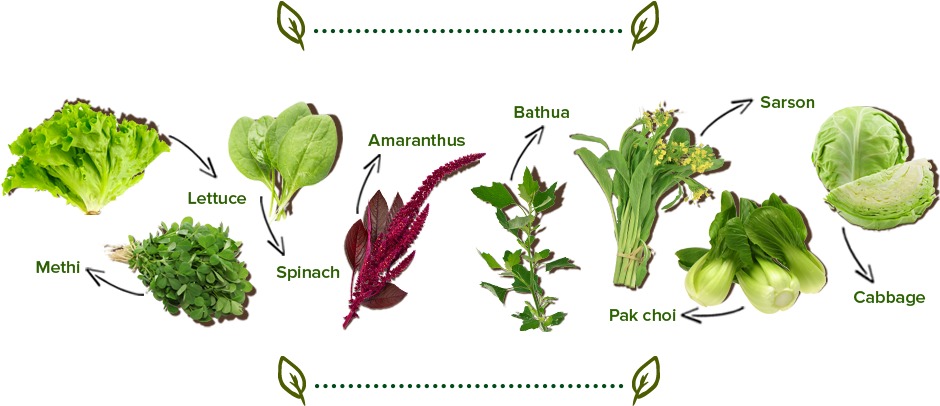 Try Watching This Video On Www - Leaf Vegetable (1000x423), Png Download