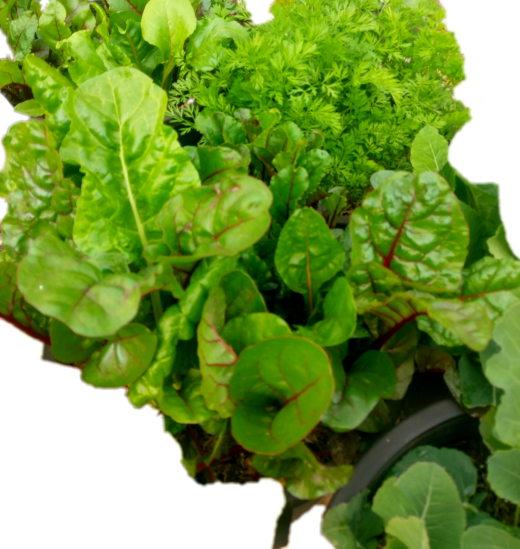 #vegetable Plants#vegetables - Chard (1024x1081), Png Download