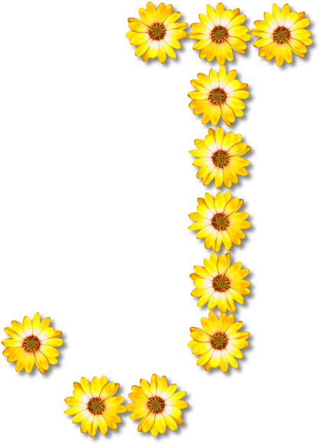 Common Sunflower Sunflower Seed Cut Flowers Daisy Family - Floral Alphabet J (537x750), Png Download